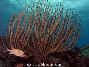 The reef looks so healthy when it has gorgonians that gro... by Lisa Hinderlider 